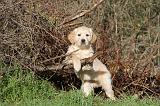 GOLDEN RETRIEVER 018